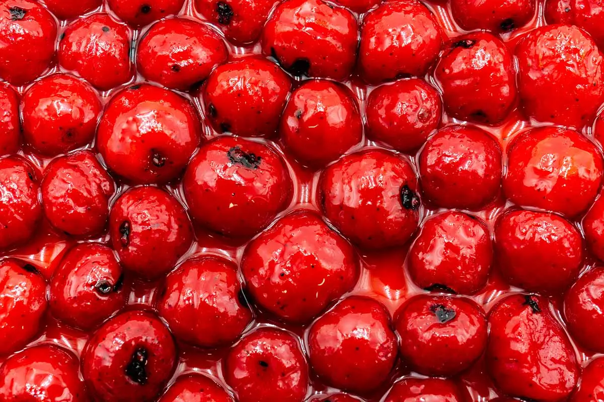 RainbowSix Fluoro Tiger Nuts - Legendary Strawberry 4 RainbowSix Fluoro Tiger Nuts - Legendary Strawberry – Bild 3