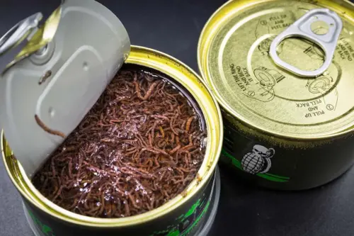 ringpull bloodworms3