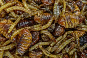 Destruction Insects 13
