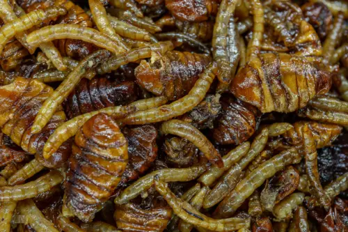 Destruction Insects 13