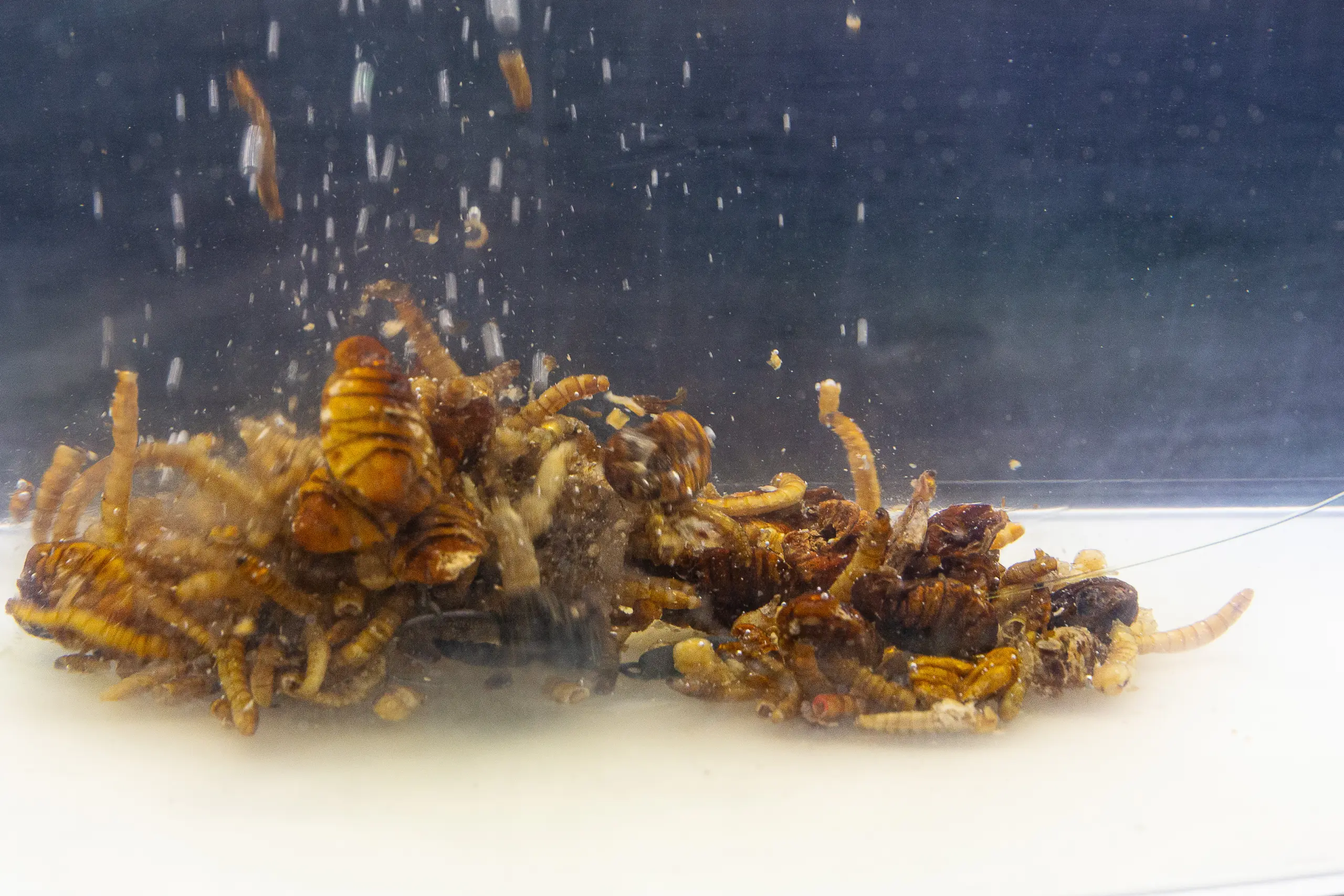 Destruction Insects 5 Destruction Insects – Bild 4