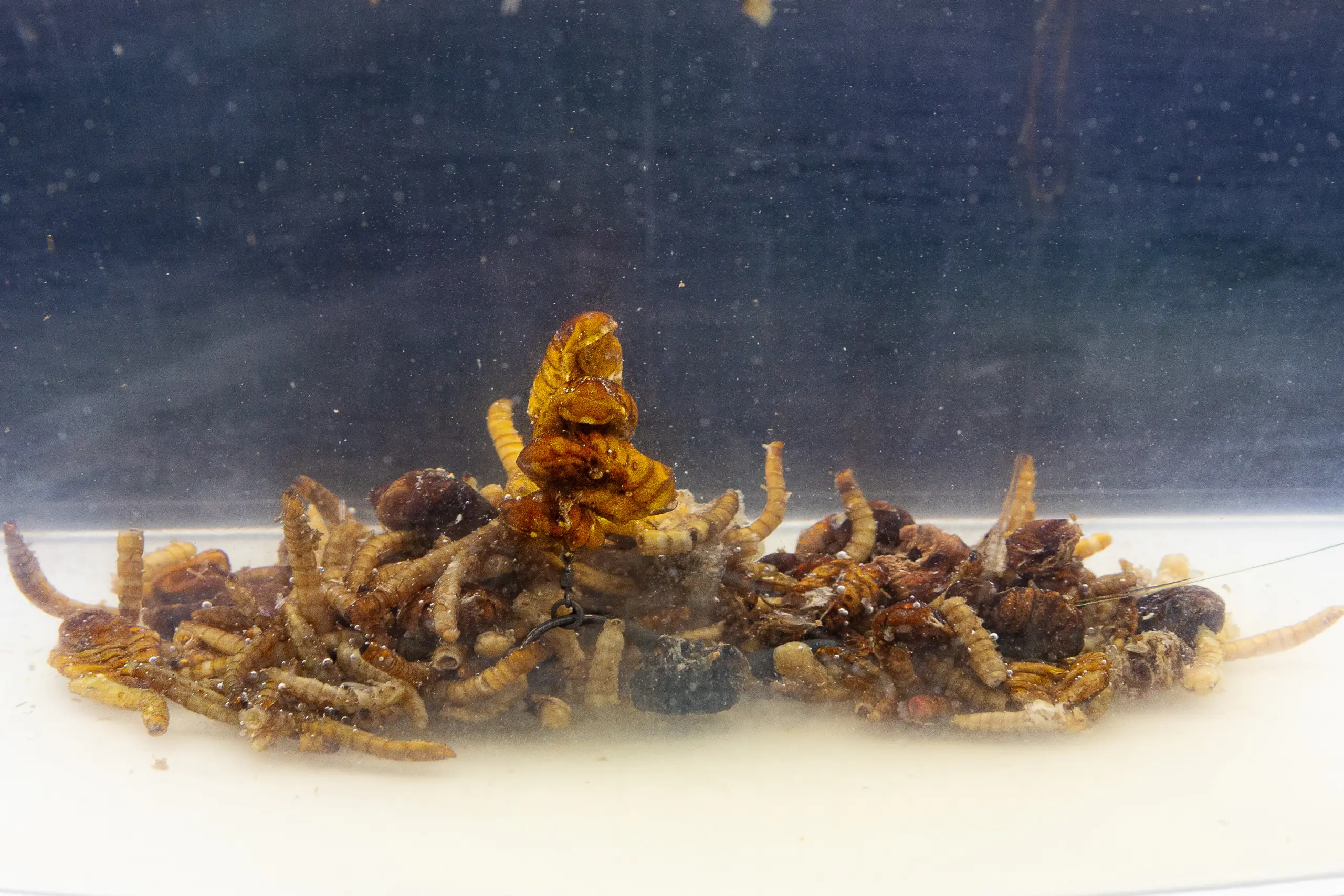 Destruction Insects 6 Destruction Insects – Bild 5